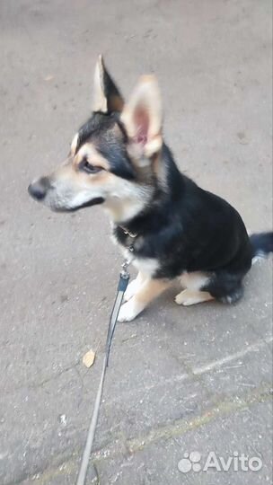 Собака в добрые руки отдам бесплатно