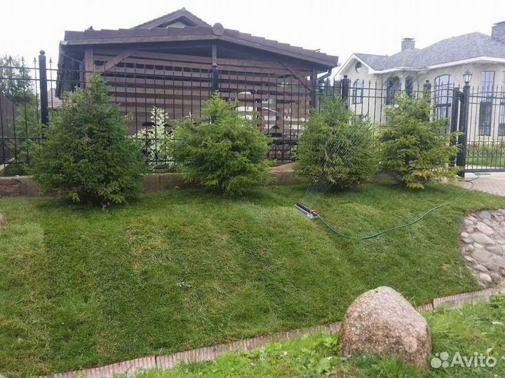 Рулонный газон эконом