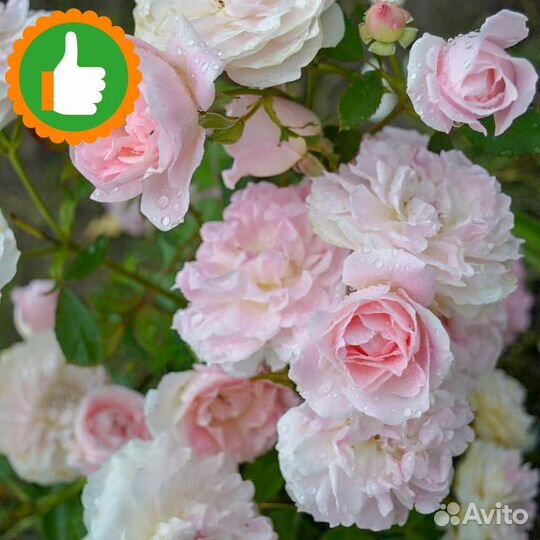 Саженцы роза канадская Модерн Бланш