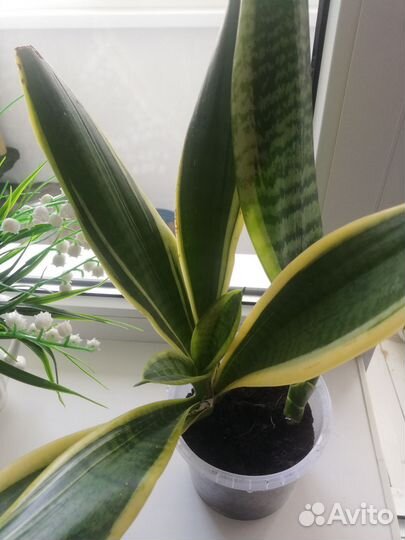 Сансевиерия