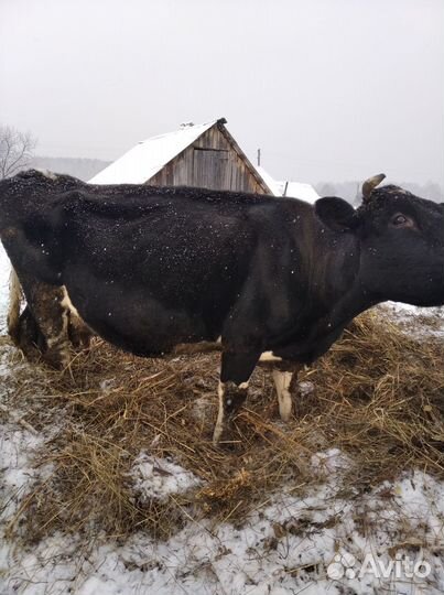 Корова обмен на годовалова быка