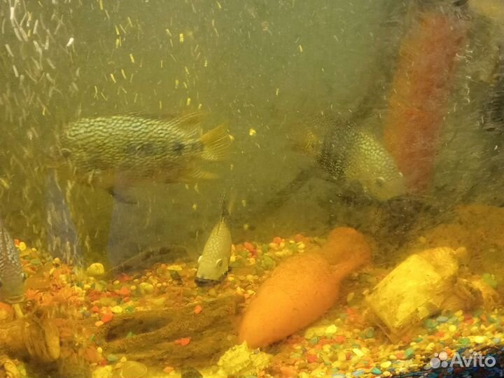 Аквариум.Рыба, цихлозома бриллиантовая, алуокара