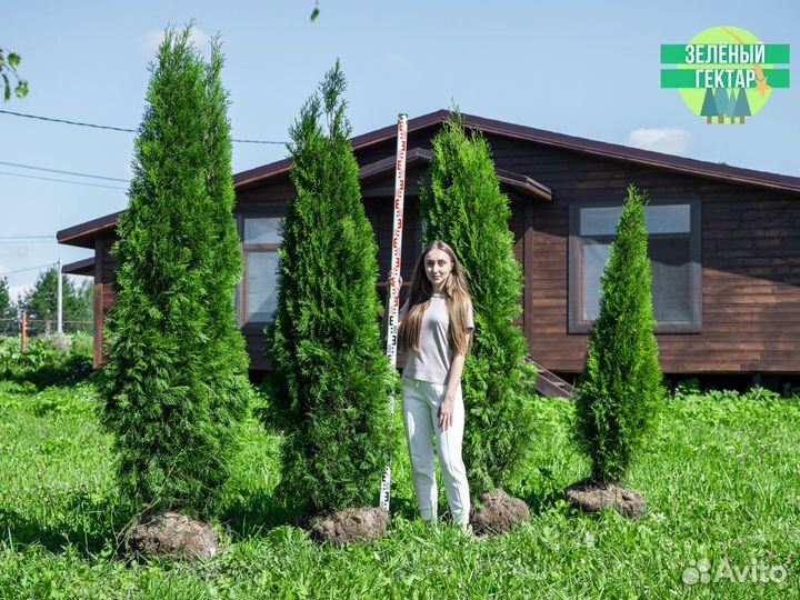 Туи смарагд 200 см свежая копка 2023