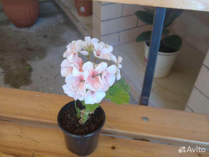 Педилантус, калонхоэ, фикус