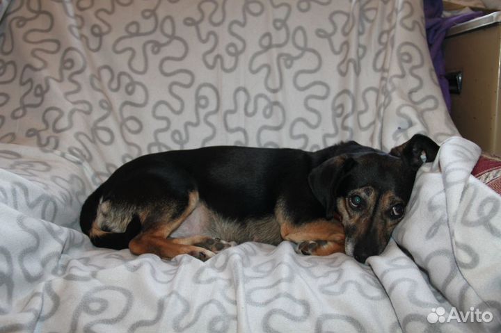 Собака Марго