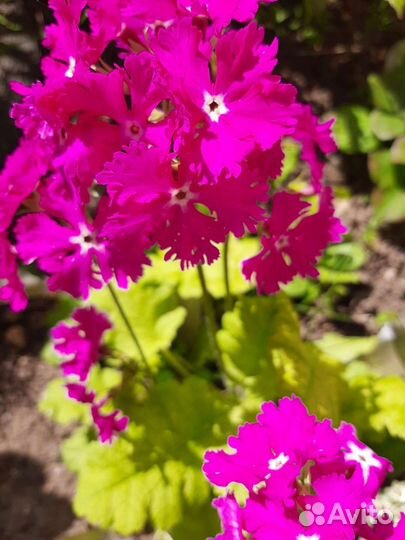 Примула Зибольда