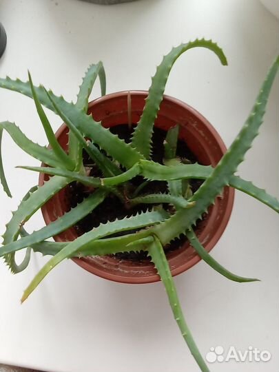 Алое лечебный