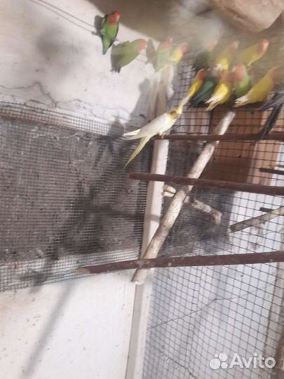 Попугаи карелла