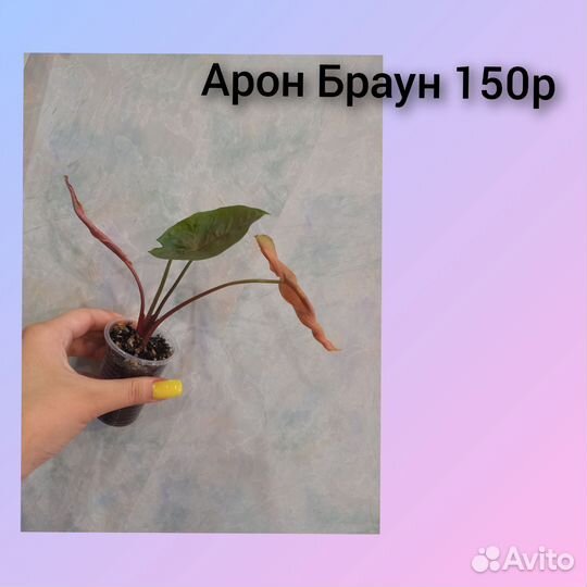 Комнатные цветы