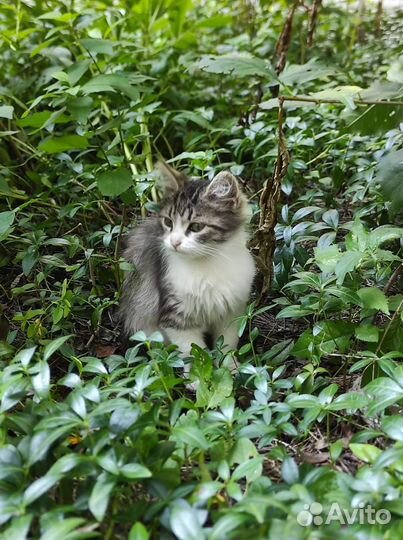 Кошки в добрые руки