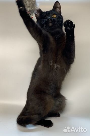 Пиратка Жужа в добрые руки