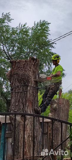 Спил, обрезка деревьев. Высотные работы Альпинисты