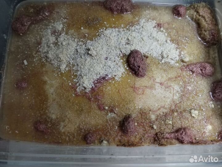 Трубочник изя