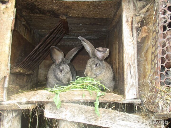 Продам кроликов и мясо кроликов