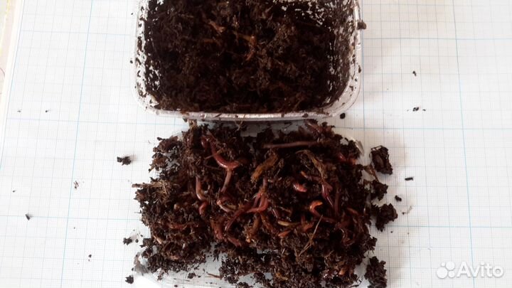 Черви для рыбалки дендробена и компостный