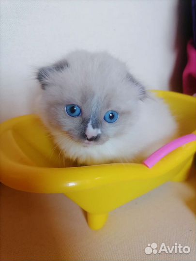 Шатланские котята