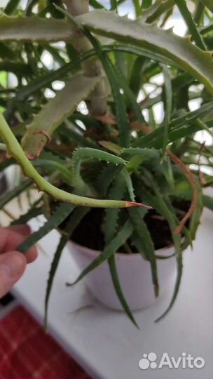 Алое лечебный