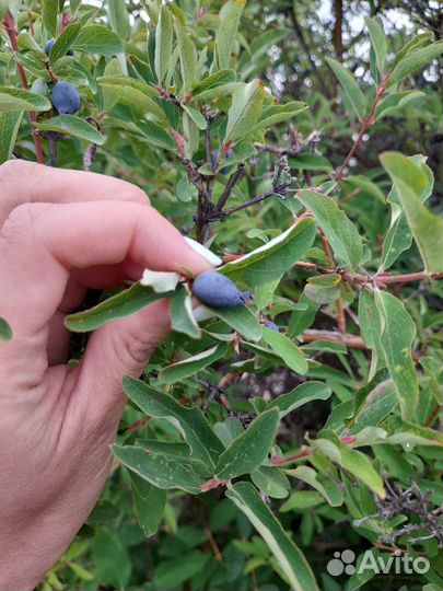 Жимолость ягоды