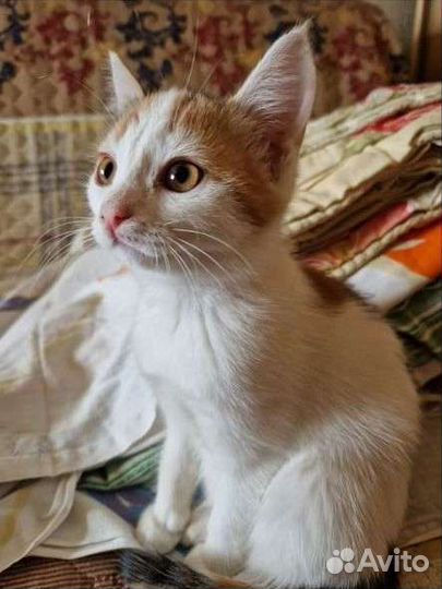 Кошки в добрые руки