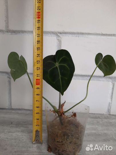 Антуриум кларинервиум