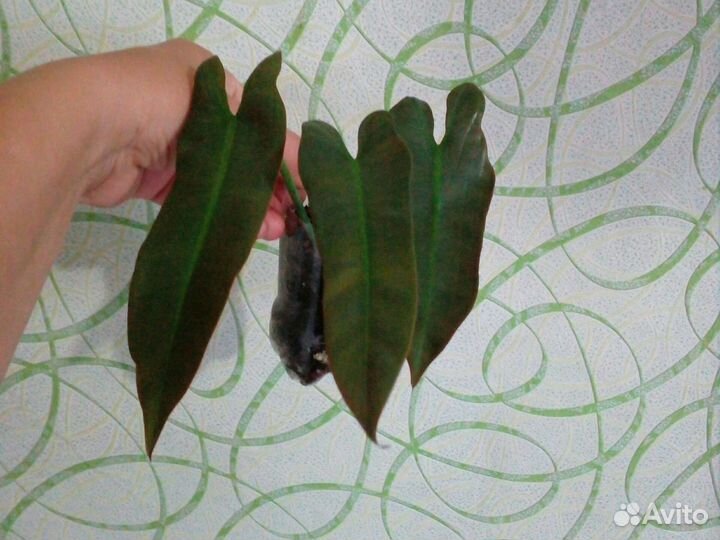 Филодендрон