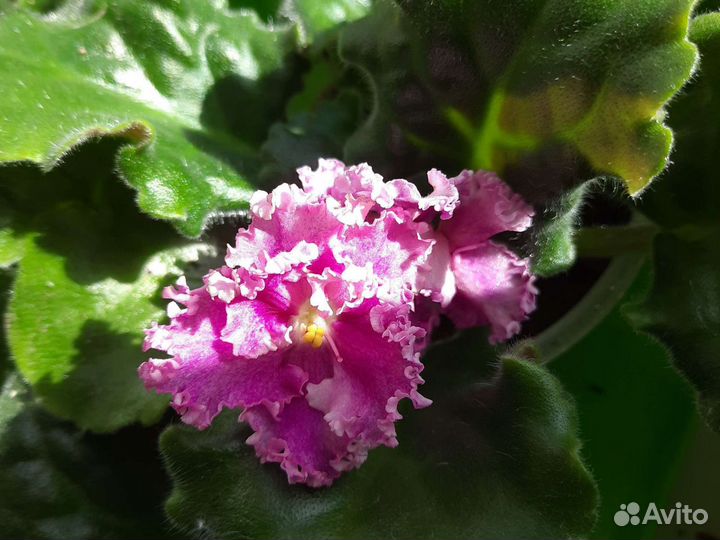 Фиалки разные