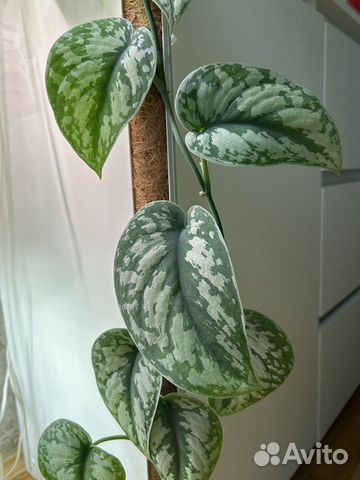 Сциндапсус пиктус треби