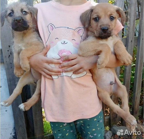 Щенки бесплатно