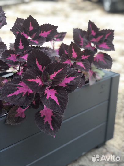 Деревянные уличные кашпо