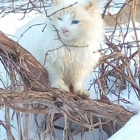 Кот Снежок, очень красивый Просто неухоженный