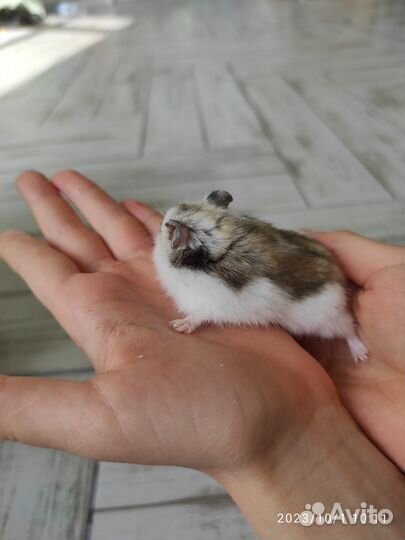 Джунгарские хомячки