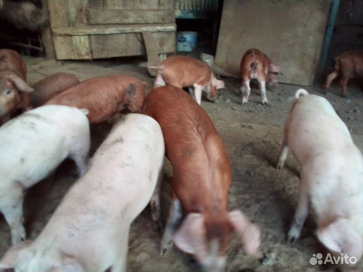 Поросята, свинки