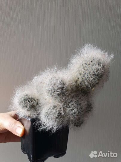 Кактус маммиллярия