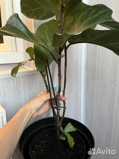 Фикус лирата бамбино