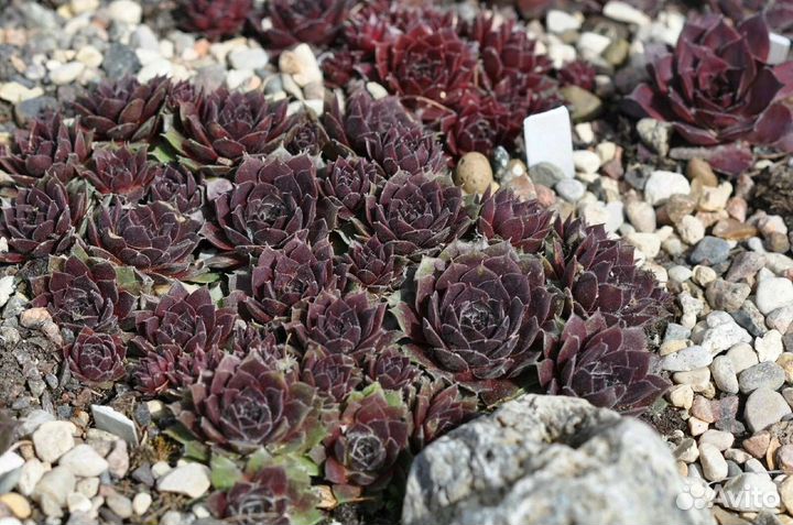 Набор молодил