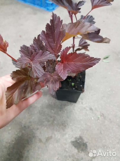 Пузыреплодник калинолистный