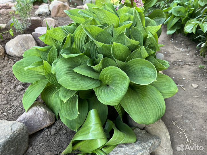 Хоста растение