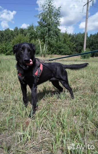 Веселый Бим из приюта ищет дом