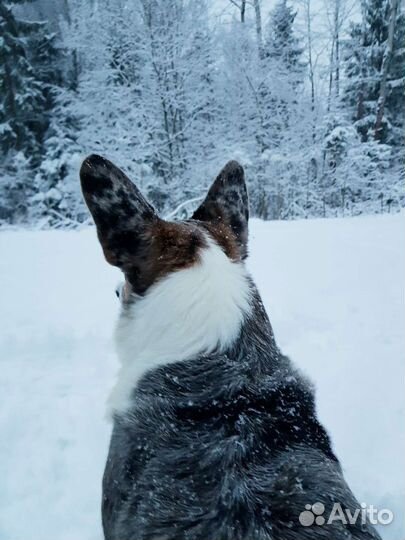 Вельш-корги кардиган вязка