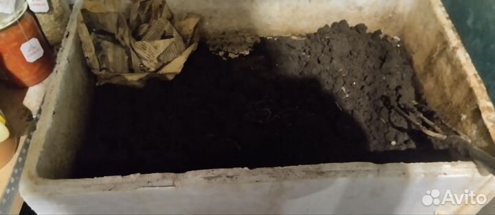 Разведение червей