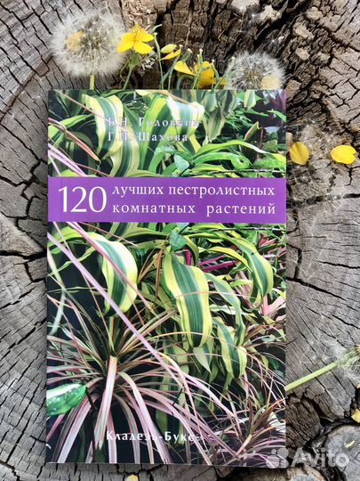 120 лучших пестролистых комнатных растений