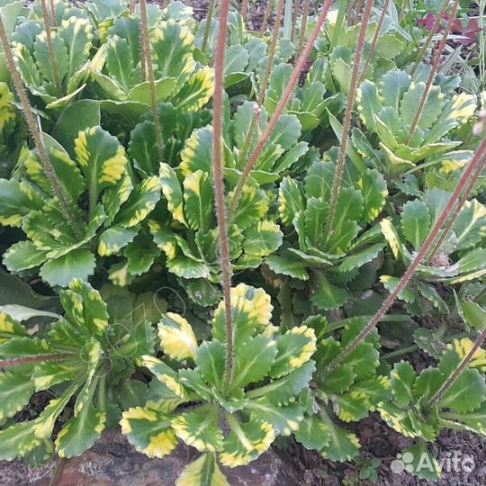 Камнеломка (многолетний цветок)