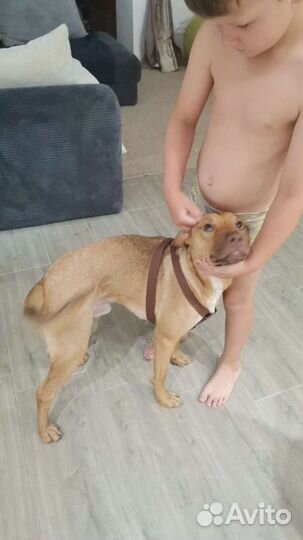 Передержка собак и кошек