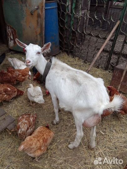 Зааненская коза