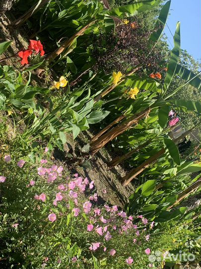 Цветы канны