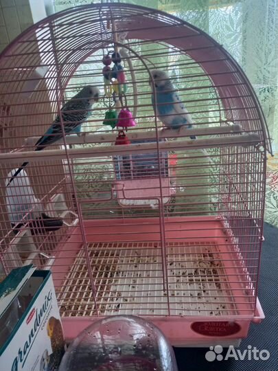 Волнистые радужные попугаи с клеткой