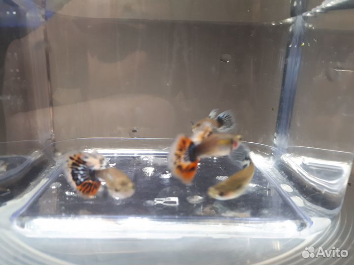 Гуппи чистая линия