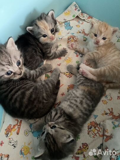 Котята в добрые руки 1 месяц