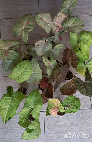 Сингониумы