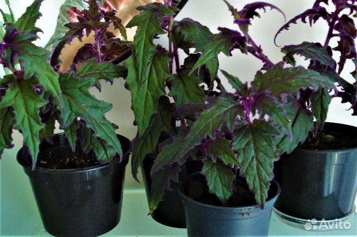 Цветы комнатные